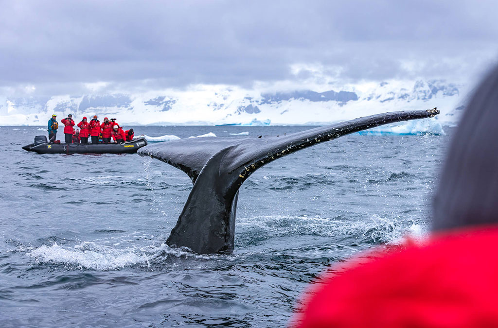 une queue de baleine apparait entre deux zodiac