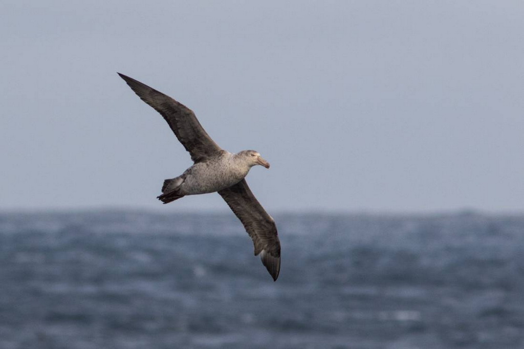 petrel royal