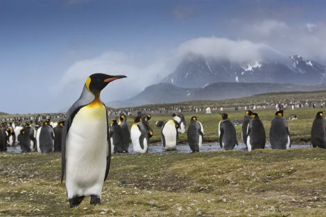 antarctique photo