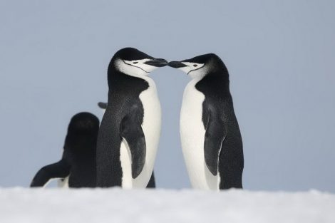 antarctique photo