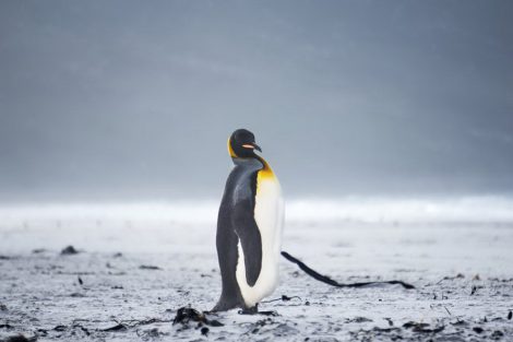 antarctique photo