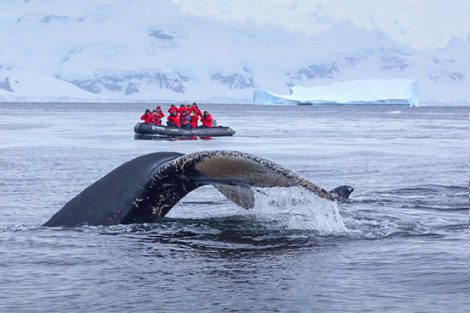 baleine antarctique