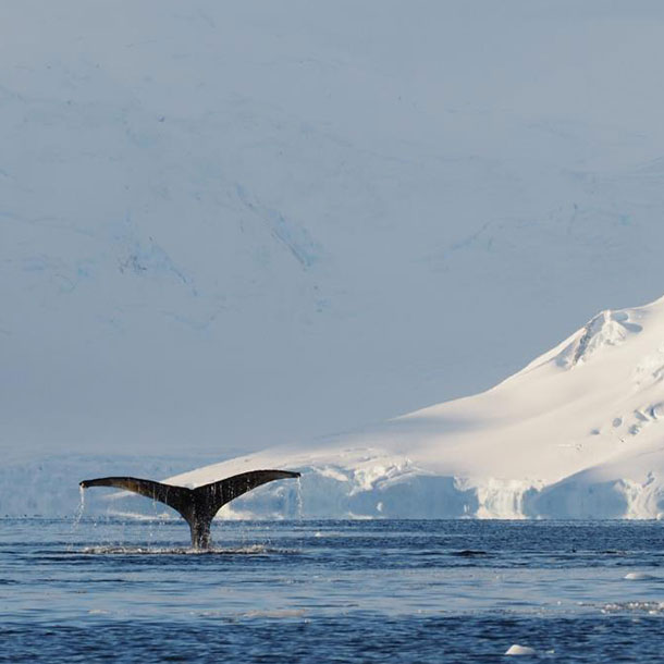baleine au cercle polaire