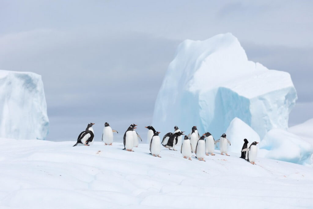 groupe de manchot sur la banquise