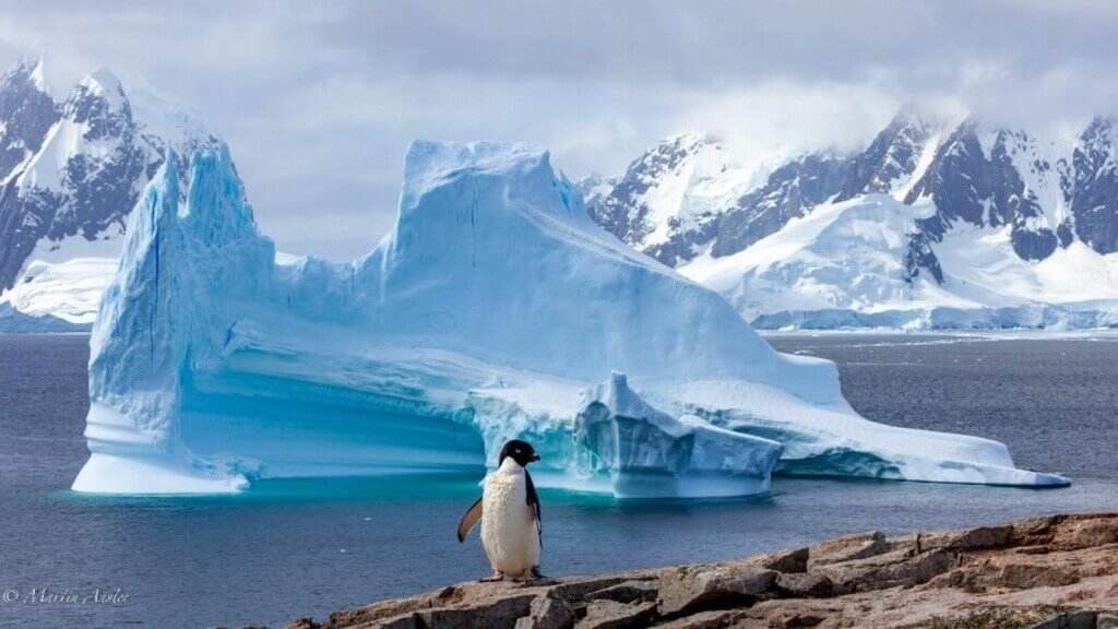 manchot papou devant un iceberg