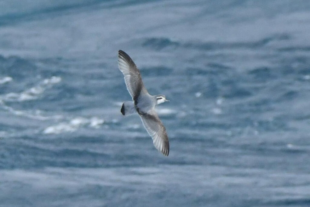 prio antarctique