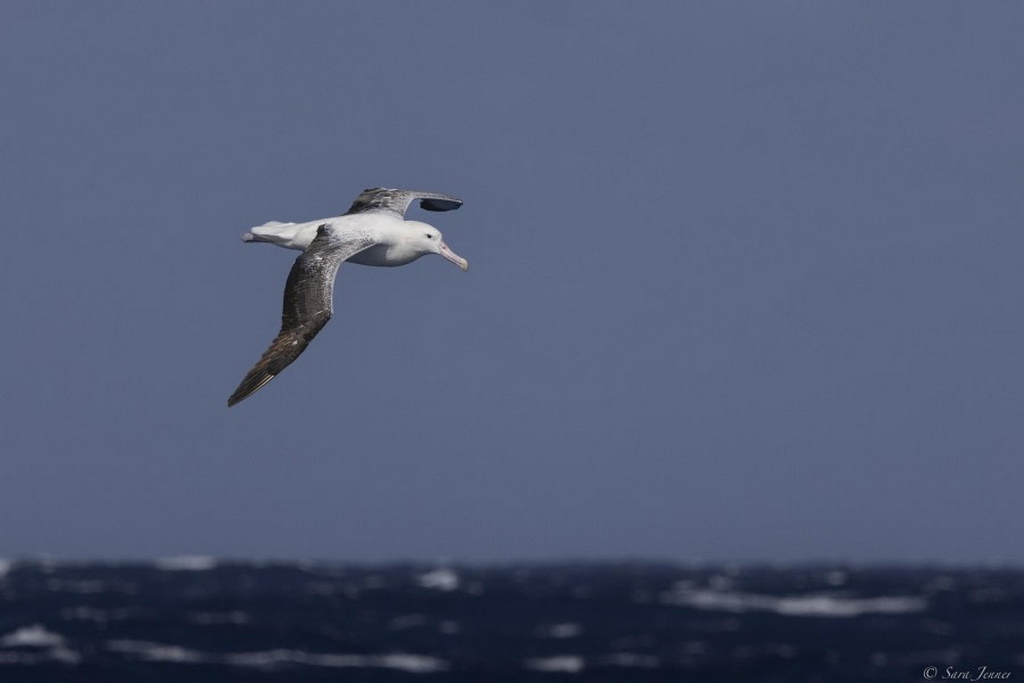 albatros géant qui vole au dessus de la mer