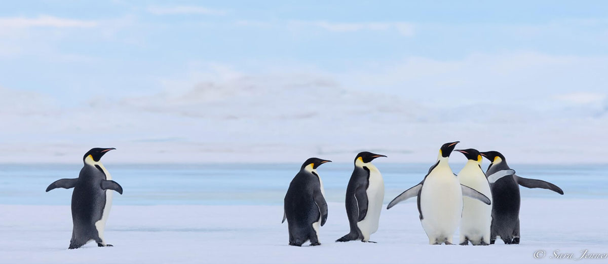 6 manchots empereur sur la banquise de la mer de weddell