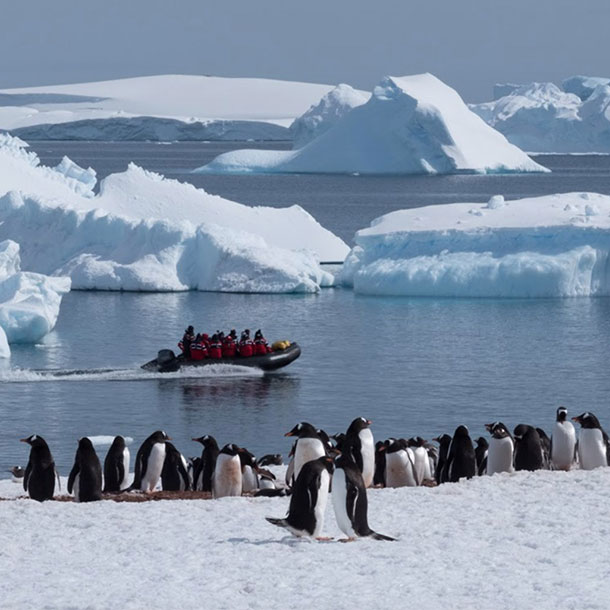 randonnée en zodiac au mileur des iceberg et manchots