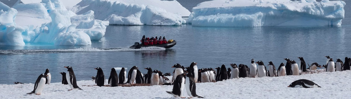 randonnée en zodiac devant une colonie de manchots