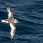 Antarctique Petrel