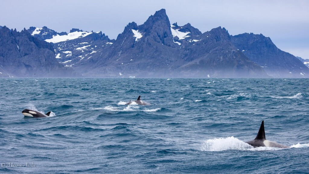 des orques aux iles Orcades