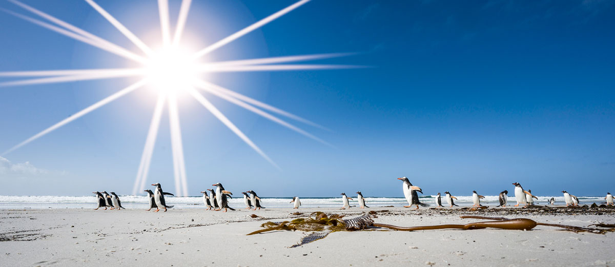 des manchots papous courent sur la plage de Saunders aux Malouines