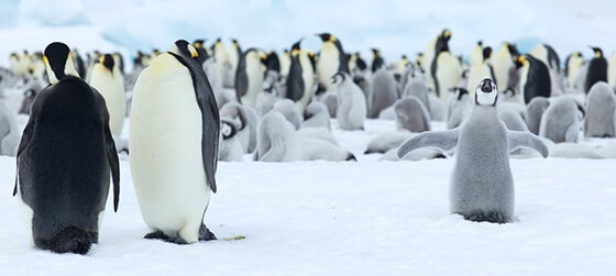 antarctique manchot empereur