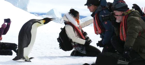 antarctique manchot empereur