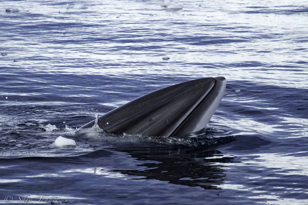 tête hors de l'eau d'une baleine de Minke
