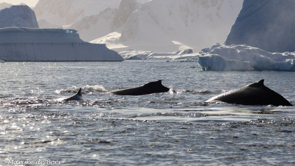 un troupeau de baleine dans les eaux antarctique