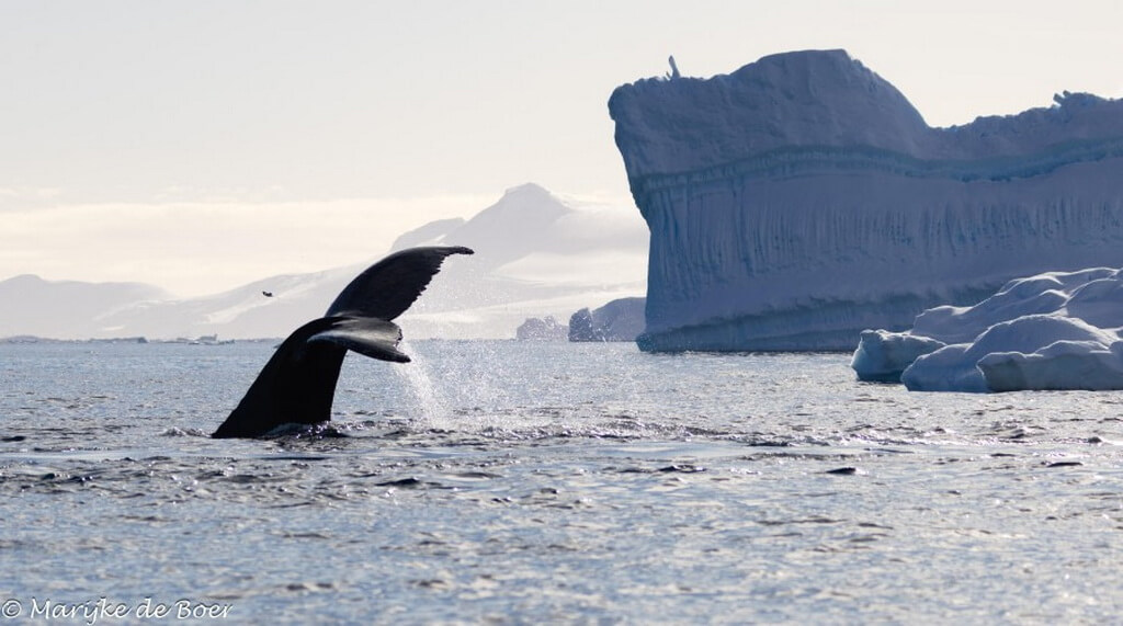 une queue de baleine devant un iceberg