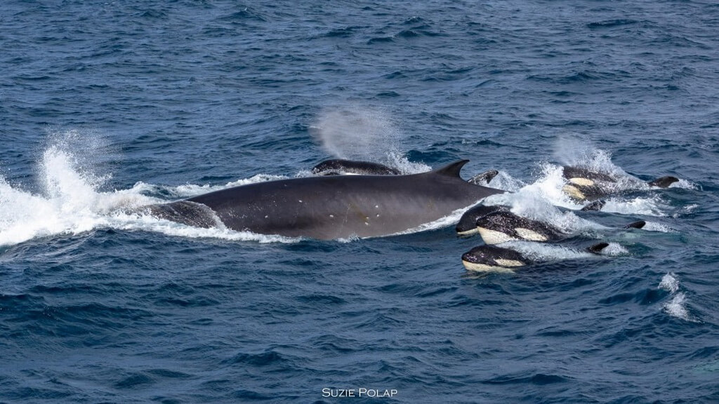 deux orques nagent à côté d'une baleine