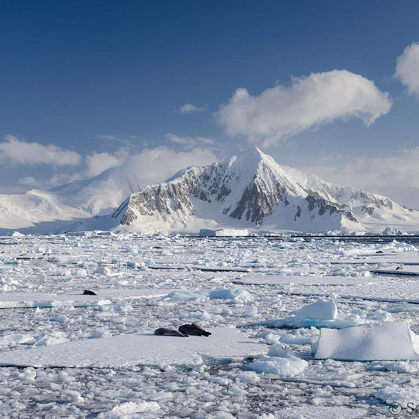 des phoques sur un iceberg dans une mer de glace au cercle polaire