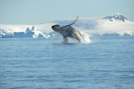 saut de baleine à bosse