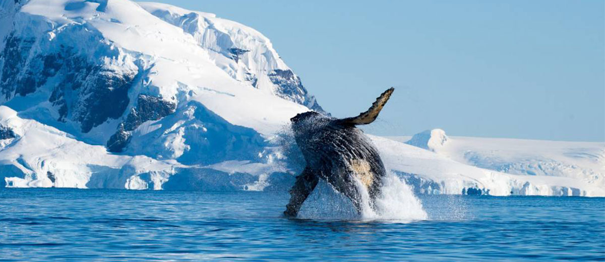 une baleine saute hors de l'eau