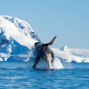 une baleine saute
