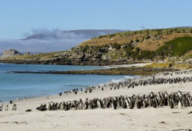 malouines falklands