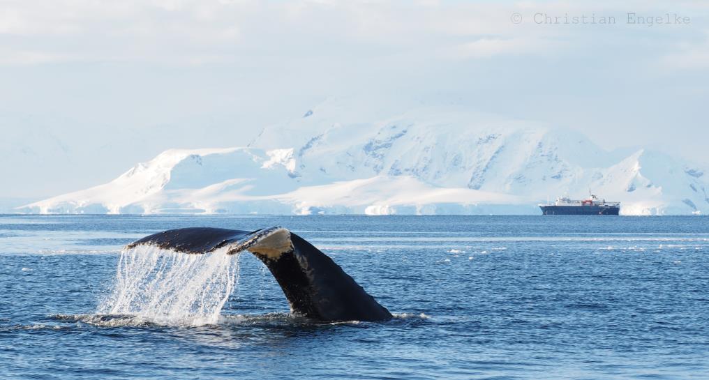 antarctique francais