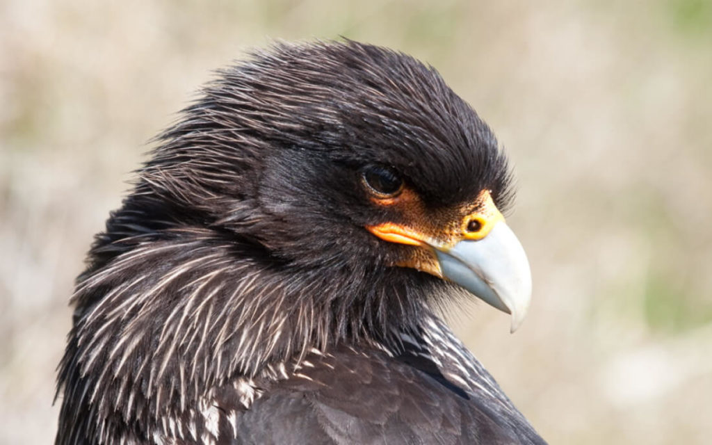 malouines oiseaux