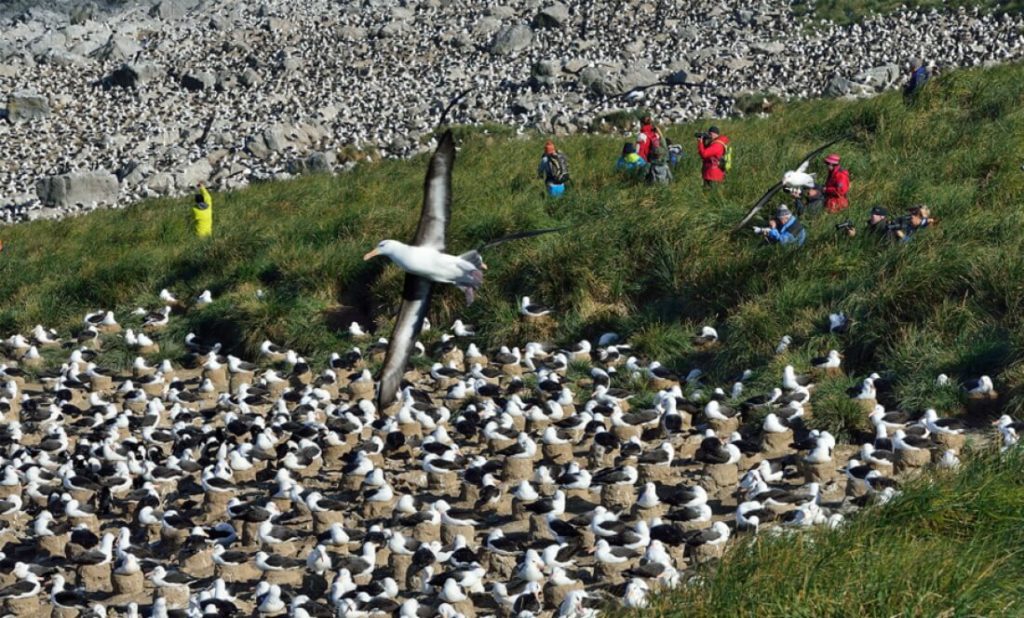 malouines albatros