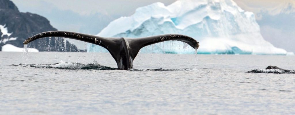 antarctique baleines à bosse