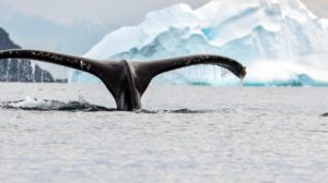 antarctique baleines à bosse
