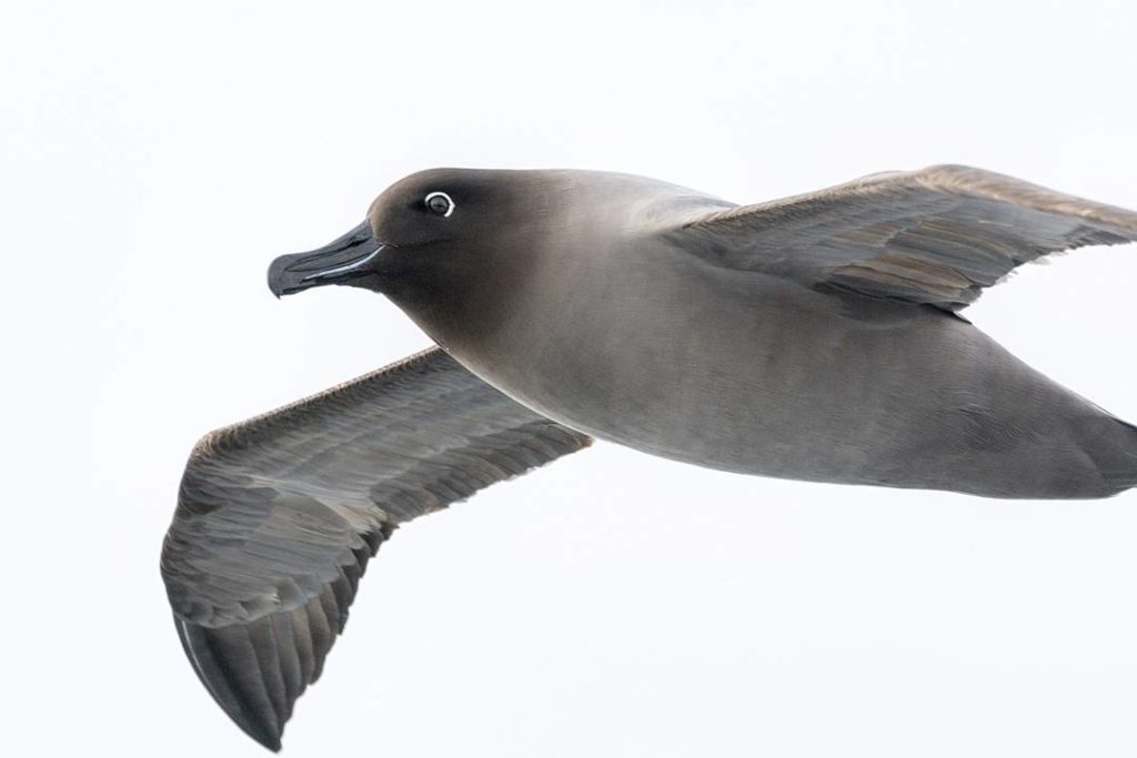 albatros fuligineux