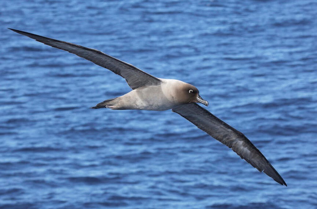 albatros fuligineux survolant la mer