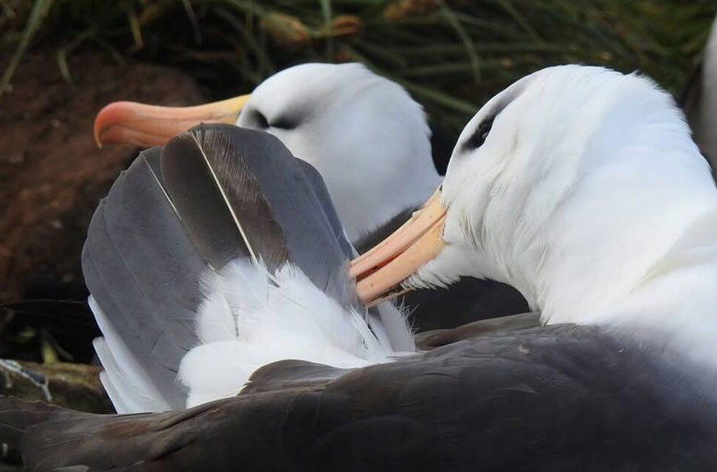 2 albatros hurleur au nid