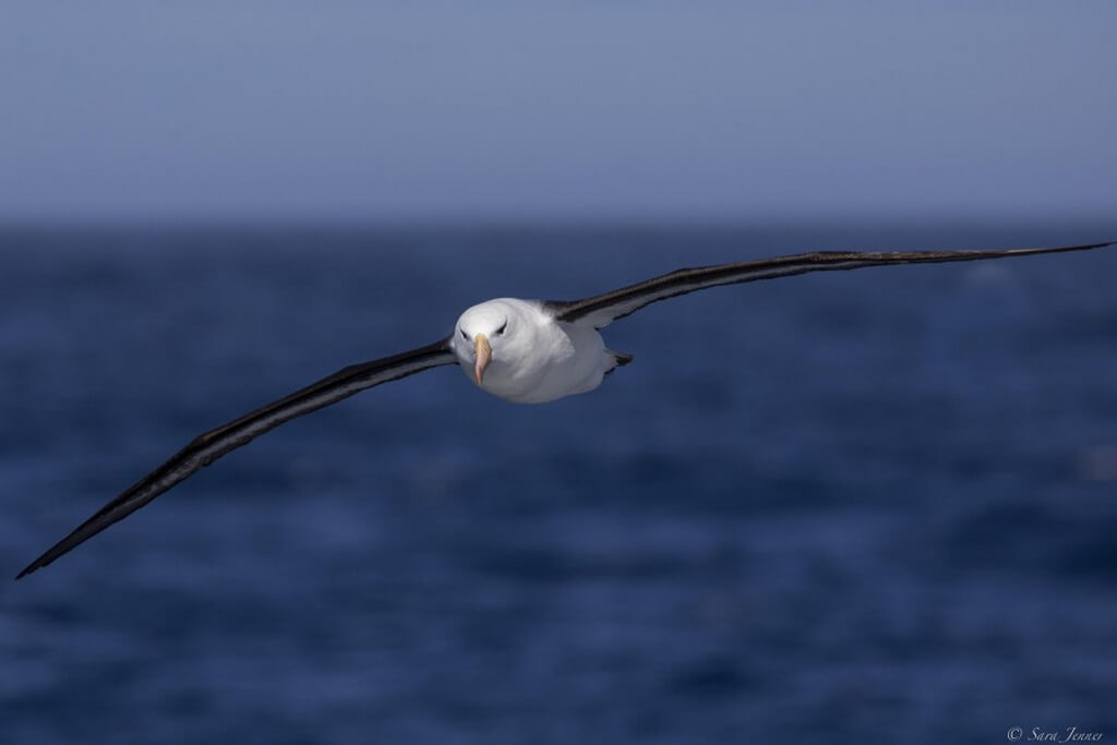 albatros en vol vu de face