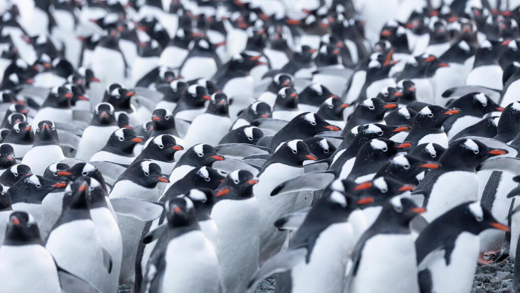 colonie de manchots papou