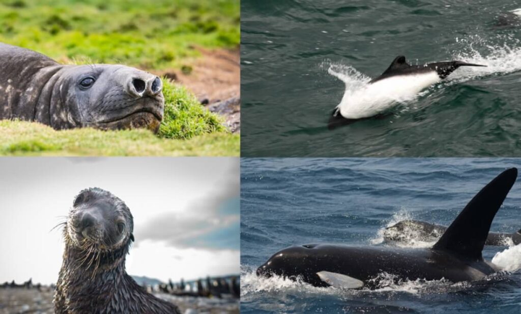les animaux des malouines le phoques orques et manchots