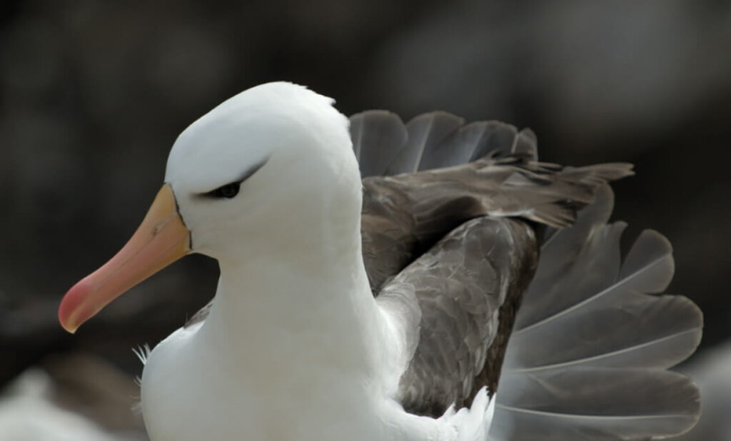 albatros à sourcil noir