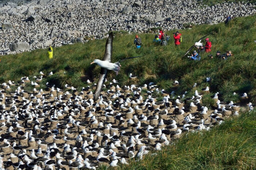 colonie d'albatros aux Malouines
