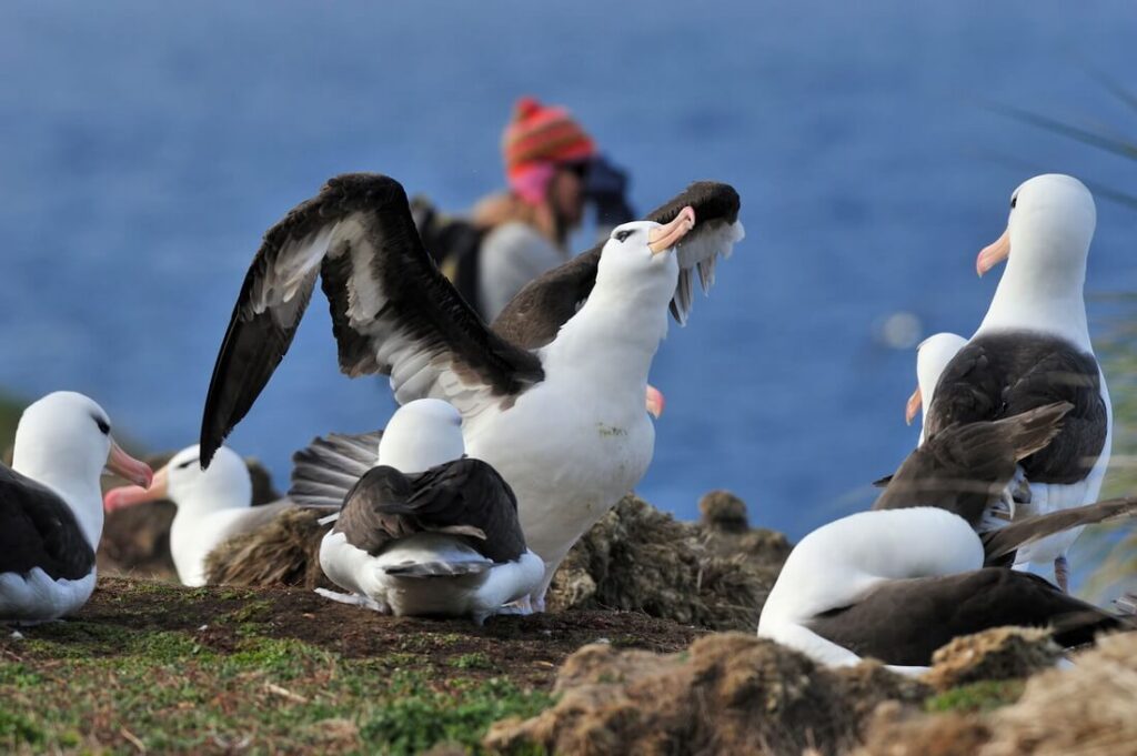 des albatros nidifient aux Malouines