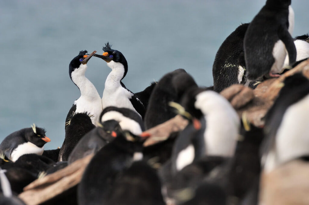 cormoran impérial sur un rocher en antarctique