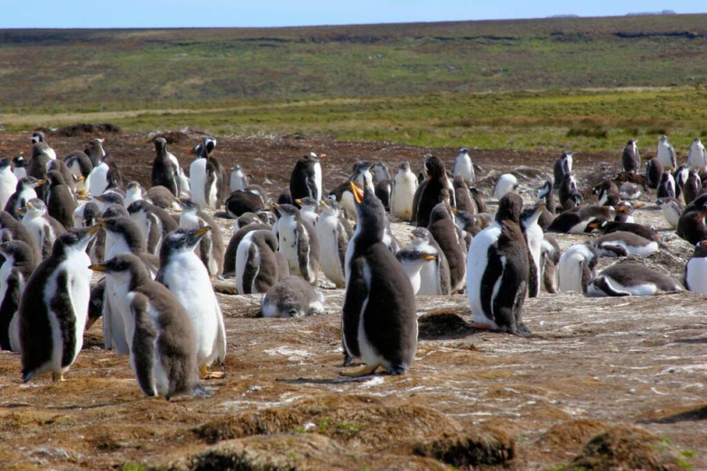 manchots de Magellan aux Malouines