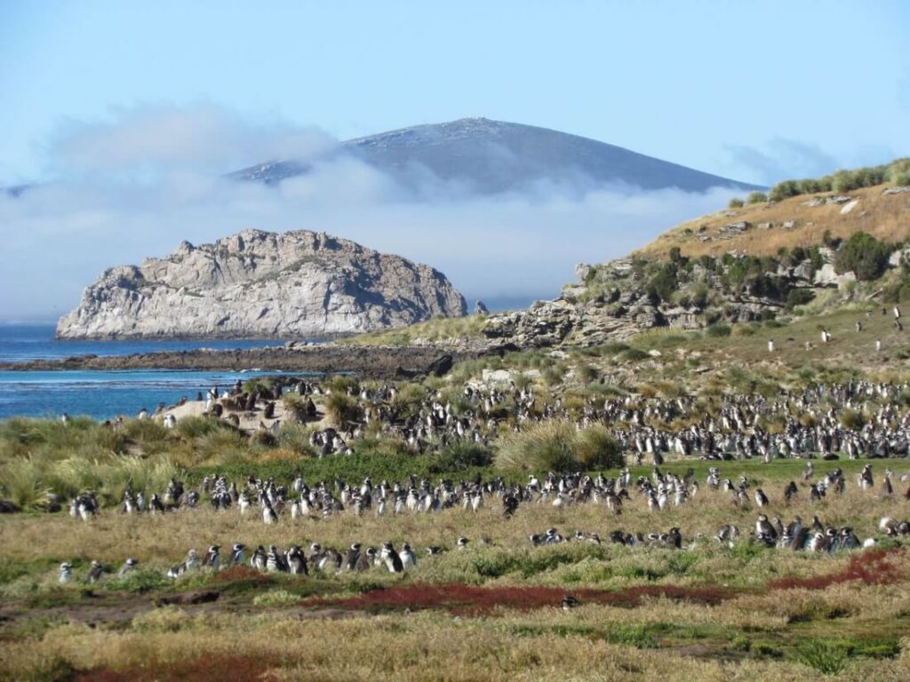 paysage des malouines