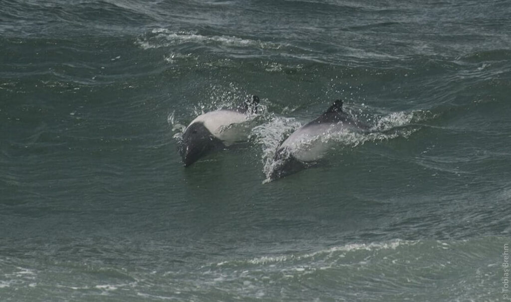 des tonina surfent sur la vague