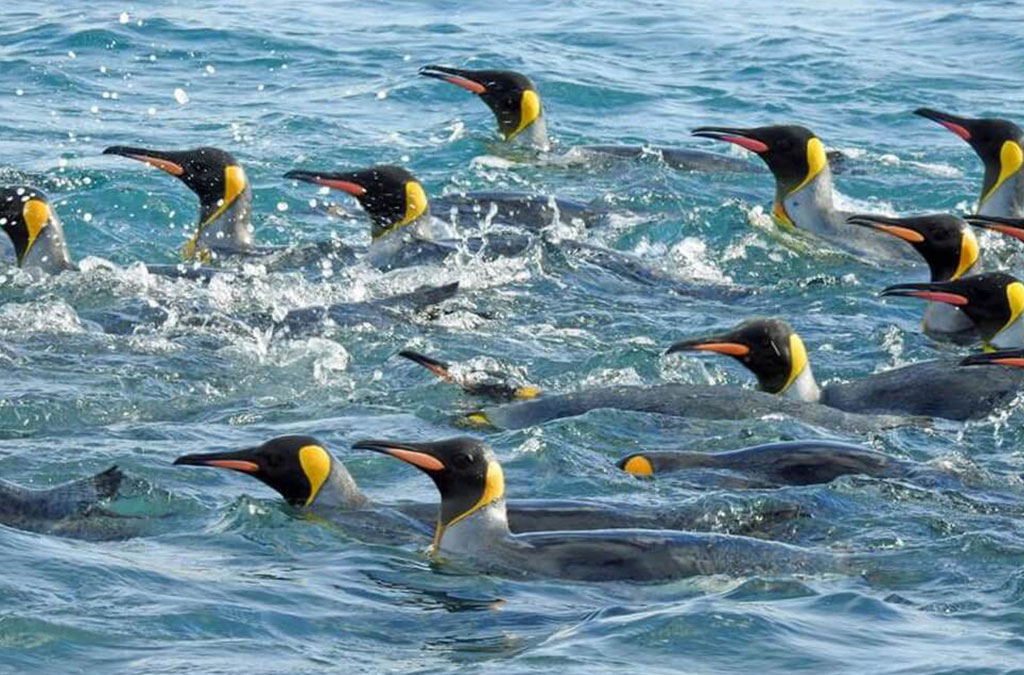 un groupe de manchots royaux nage dan sl'eau