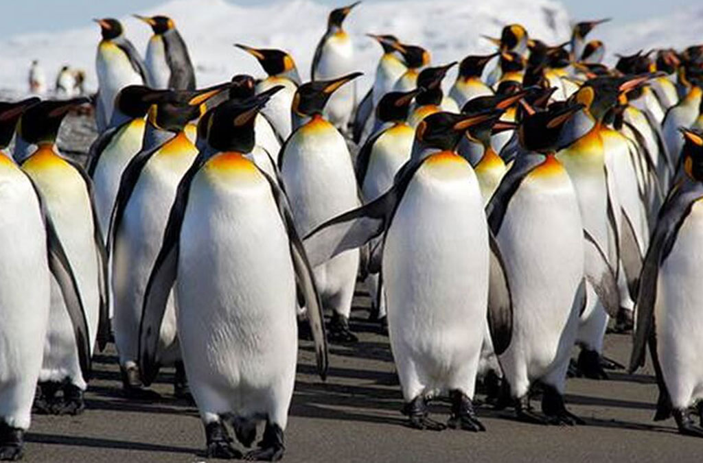 un groupe de manchots royaux sur la plage