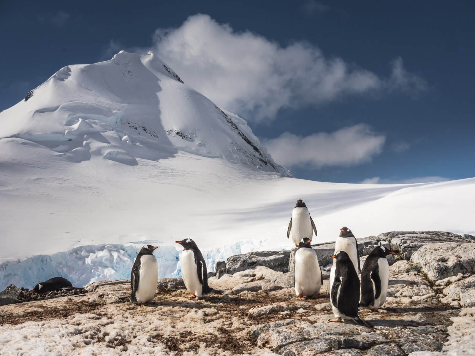 manchots papou à Lockroy
