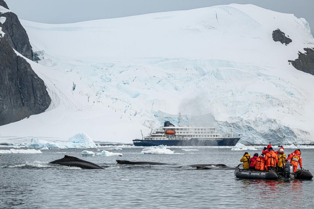 des baleines apparaissent près du zodiac